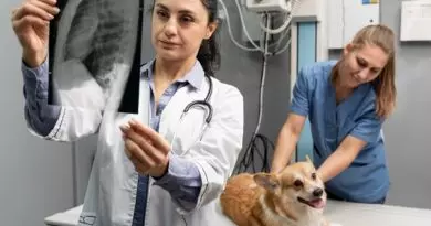 Curso de auxiliar veterinário pets com certificado profissional para pessoas que deseja trabalhar em clinicas veterinária