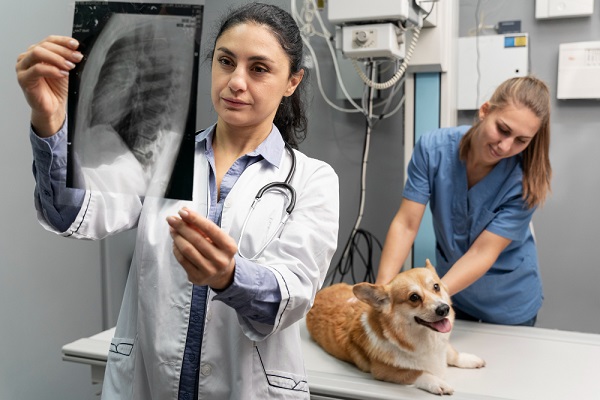 Curso de auxiliar veterinário pets com certificado profissional para pessoas que deseja trabalhar em clinicas veterinária