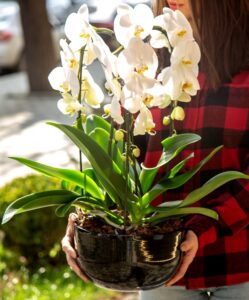 curso online de orquídeas; aprenda com quem é experiente a mais de 34 anos no mercado do cutltivo das orquídeas