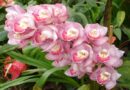 Aprenda com quem é especialista a mais de 34 anos de experiência no cultivo de orquídeas, método de ensino que envolve técnicas, segredos que dá certo para florações de suas Orquídeas