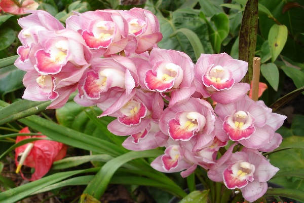 Aprenda com quem é especialista a mais de 34 anos de experiência no cultivo de orquídeas, método de ensino que envolve técnicas, segredos que dá certo para florações de suas Orquídeas
