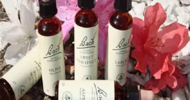 Descubra o que são Florais De Bach e quem pode se beneficiar deles. Confira os segredos destes remédios naturais para equilibrar as emoções
